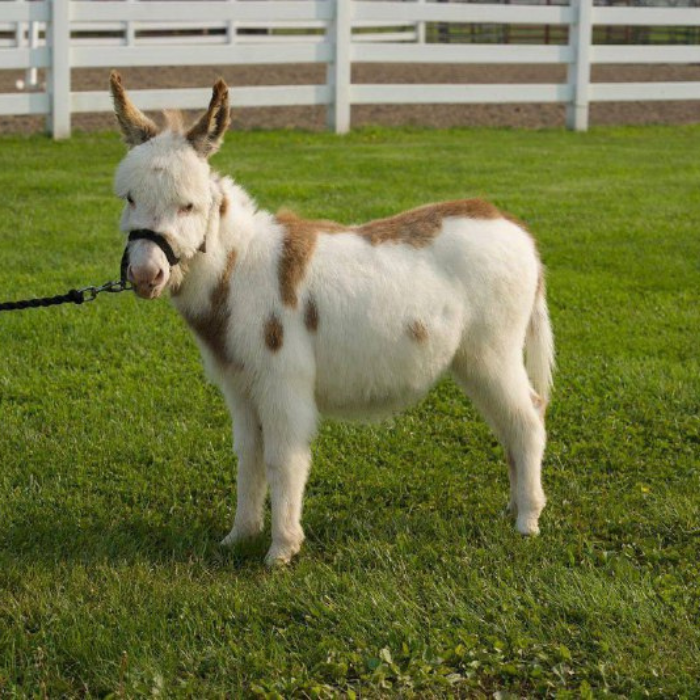 Fortunata Mini Donkeys homepage banner