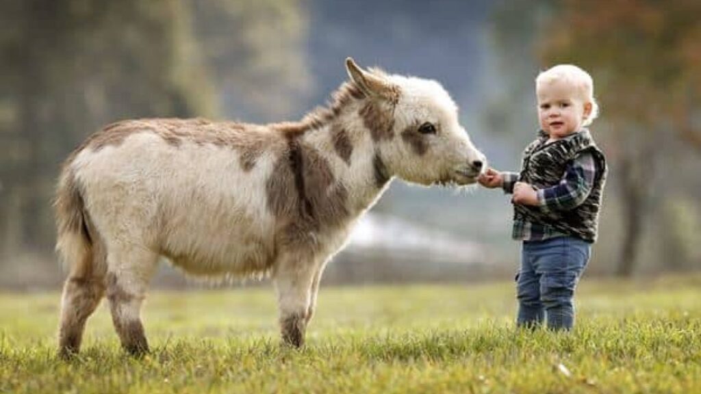 Fortunata Mini Donkeys cute baby donkey portrait02