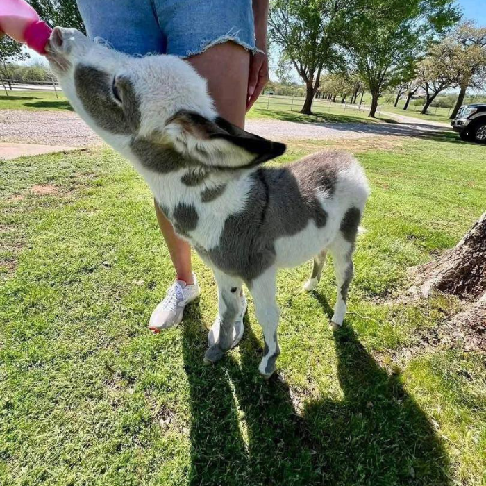 Fortunata Mini Donkeys single baby donkey standing on grass