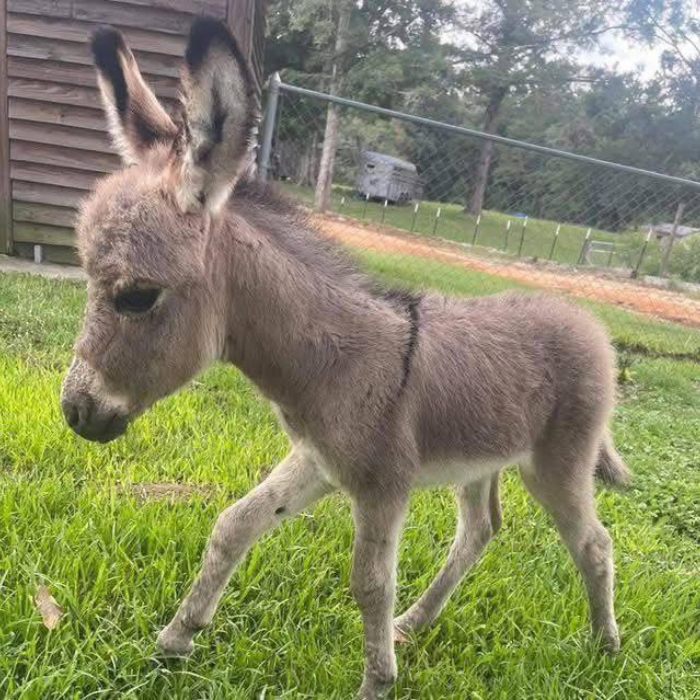 Fortunata Mini Donkeys single baby donkey