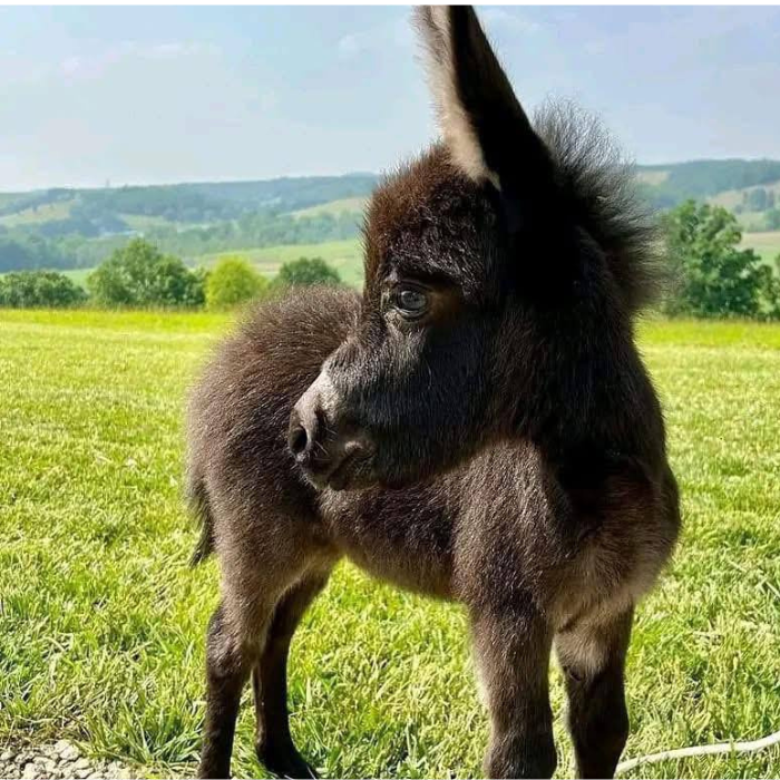 Fortunata Mini Donkeys single donkey portrait
