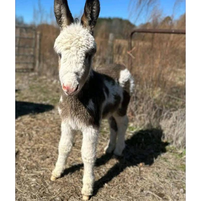Fortunata Mini Donkeys group of baby donkeys