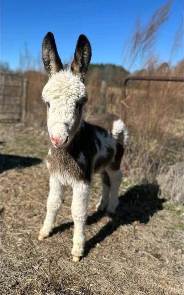 Fortunata Mini Donkeys single baby donkey standing in pasture