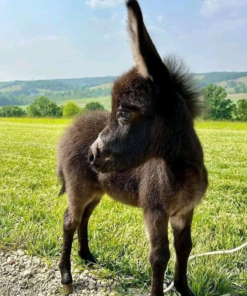 Fortunata Mini Donkeys single baby donkey running on grass