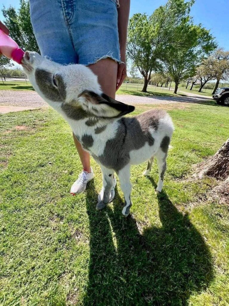 baby donkeys grazing on milk