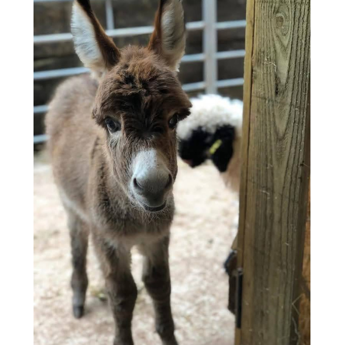 Fortunata Mini Donkeys baby donkey close-up