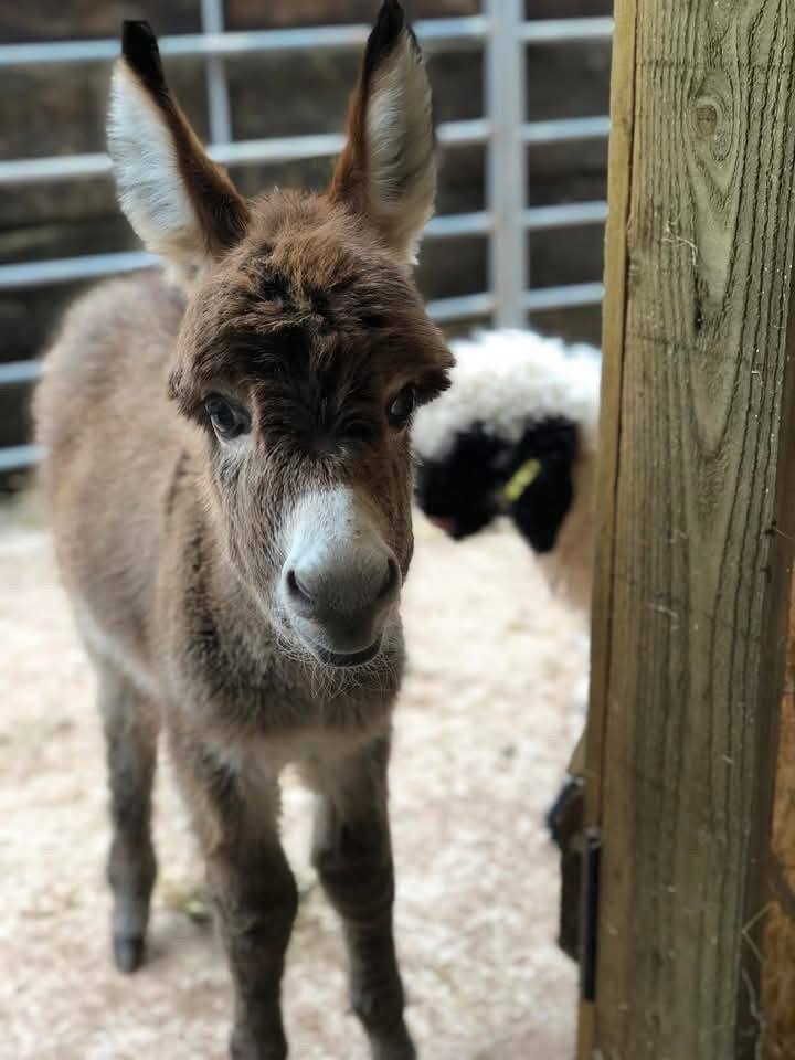 Fortunata Mini Donkeys single baby donkey on grass