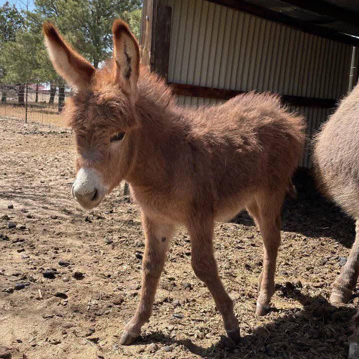 Fortunata Mini Donkeys two baby donkeys playing on grass