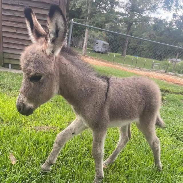 Single baby donkey standing on grass