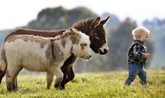 Fortunata Mini Donkeys group of miniature donkeys and cute baby