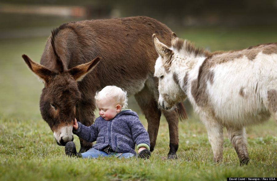 Fortunata Mini Donkeys cute baby donkey portrait